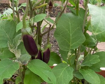 Amar Shoker bagan My Bangladeshi vegetable garden UK  – How to save and Store vegetable seeds – Tips