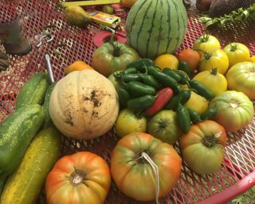 Vegetable Gardening in North Texas – What You Can Grow