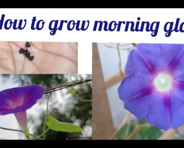 How to grow morning glory flowers from seed।। Tips and Tricks।। Grow morning glory