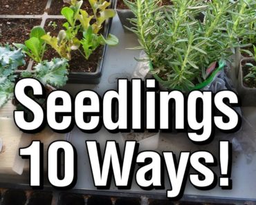 Seed Starting Containers: 10+ Ideas for Vegetable Gardening -Quick Tips