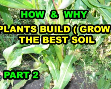 HOW & WHY Plants Build ( Grow ) the BEST SOIL in Vegetable Gardens for beginners Series 101. Part 2