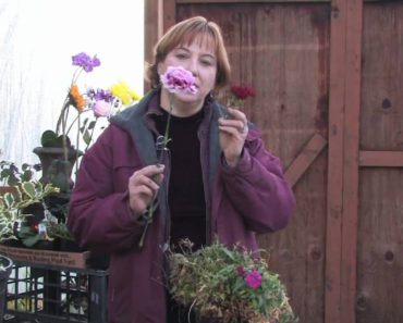 Gardening Tips & Flowers : How to Grow Annual Dianthus