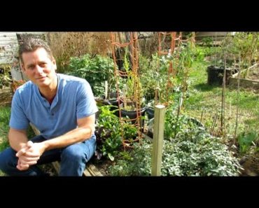 Show What You Grow (E1): 5 Vegetable Gardening Tips,  Contest Winners & Bloopers