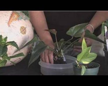 Flower Gardening : How to Grow Anthuriums
