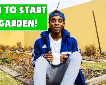 HOW TO START A VEGETABLE GARDEN | STARTING A GARDEN: FOR BEGINNERS | GARDENING SOUTH AFRICA