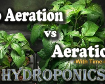 Aeration vs No Aeration – Hydroponic Peppers w/Time Lapse (Brinno) “Semi-DWC vs Kratky”
