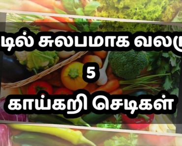 5 easy growing vegetable plants/ 5 low maintenance fast growing plants/ vegetable gardening in tamil