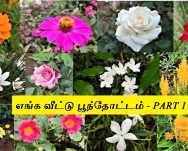 My Home Flower Garden Tour | எங்கள் வீட்டு பூந்தோட்டம் | Flower Tour in Tamil | Part – 1??????