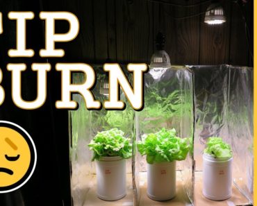 Preventing Tip Burn: Hydroponic Lettuce  (Indoor LED Grow Light) PPFD Experiment