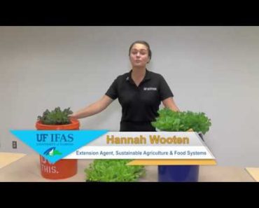 Hydroponic Lettuce Hannah Wooten