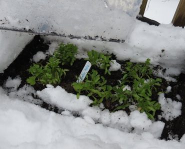 Vegetable Garden Tour & Tips 3/21/18: Seed Starting Without Grow-Lights, Winter Sowing & Using Domes