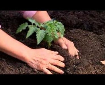 Vegetable Gardening : Tomato Gardening 101