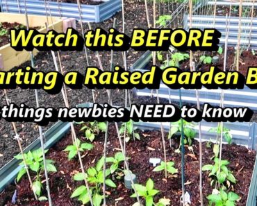 5 Tips for Starting a Vegetable Garden NOW | Answers to Frequently Asked Questions