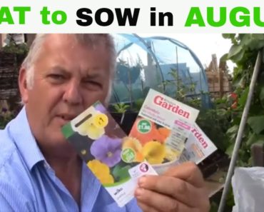 ✅ What seeds to SOW in August in the Allotment Vegetable Gardening UK