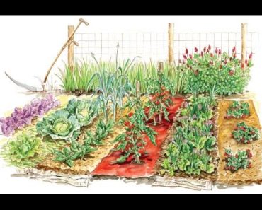 7 Simple Strategies for Successful Vegetable Garden for a Beginner