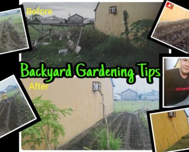 How To Start Vegetable Garden | Second Cropping | Backyard Gardening Tips