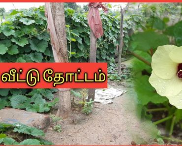 என்னுடைய முதல் காய்கறி தோட்டம் | My first vegetable garden | Gardening tamil