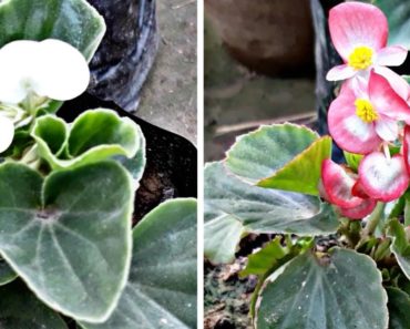 How to grow & care Begonia flower plant (Hindi)