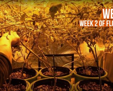 Complete Hydro Grow Tent Kit System – Week 6 Grow Journal | Hydroponic Gardening for Beginners