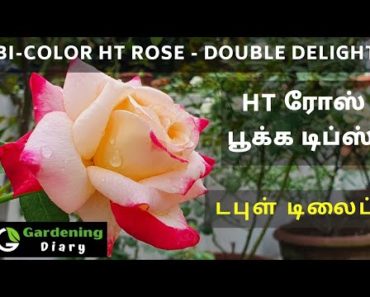 Tips to get healthy flowers in HT rose variety – Double Delight in Tamil- HT ரோஸ் நிறைய பூக்க டிப்ஸ்