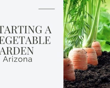 Starting a Vegetable Garden in Arizona