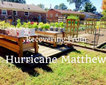 Garden Tips – Recovering Vegetable Gardens from Hurricane