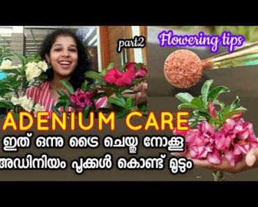 Adenium flowering tips || Maximum blooms in adenium Gardening Malayalam