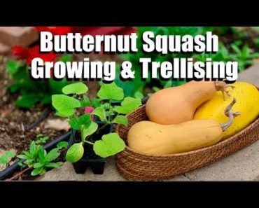 Butternut Squash Growing Tips and 4 Ways to Trellis It