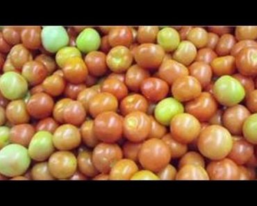 Indoor Gardening Tips : Indoor Tomato Growing Tips