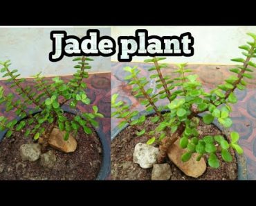 The Jade plant :- A Great Low Maintenance  Plant for your Indoor Garden & Care and tips for Jade