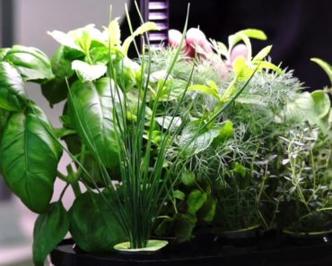 Plant Growth Rate – AeroGarden Indoor Gardening Month
