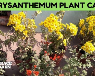 Chrysanthemum Plant Care //guldaudi flower plant care and tips..(Terrace Garden)