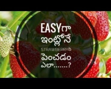 Gardening tips for Beginners ,How to grow strawberry at home