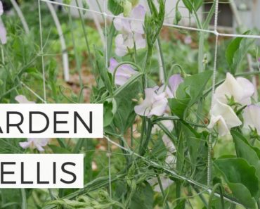 Garden Trellis DIY 5 Different Ways – Gardening for Beginners