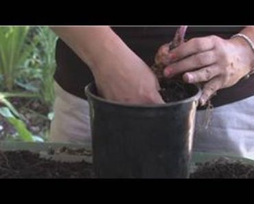Flower Gardening : How to Plant Stargazer Lilies