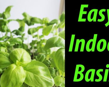 How To Grow Indoor Basil – Tips and Tricks For 2020!
