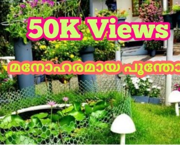 Beautiful flower garden /Hanging plants/Garden ideas/Salu koshy/Malayalam/Indoor plants/Veedu/