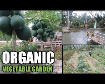 FARM IDEAS: From rice field to productive organic vegetable garden (w/ english Subtitle)