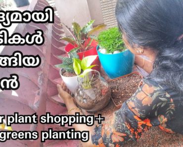ജീവിതത്തിൽ ആദ്യമായി ചെടികൾ വാങ്ങി  best indoor plants beginners malayalam, micro greens planting