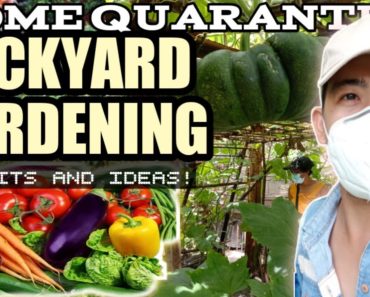 Backyard vegetable garden ideas 2020 | How to make Home Quarantine Backyard Gardening?