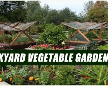 How To Start A Vegetable Garden In Your Backyard For Beginners