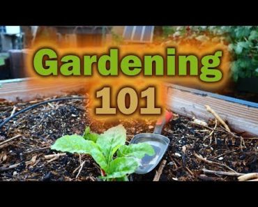 Gardening 101 : The three basics