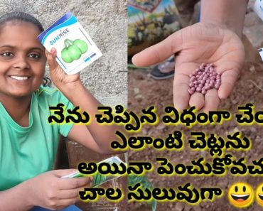 GARDENING TIPS AND HOW TO PLANT BRINJAL,RIDGEGOURD FOR BEGINNERS IN TELUGU