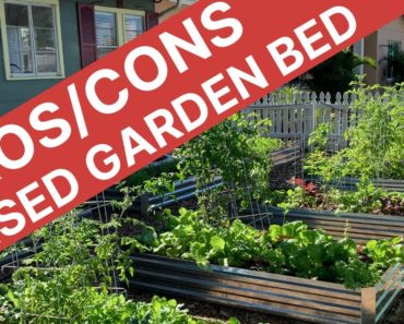 Raised Garden Beds for Florida Gardening