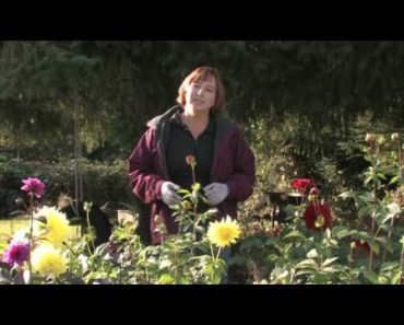 Gardening Tips : How to Grow Flowers