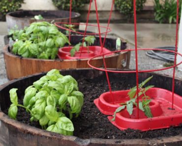 Apartment vegetable garden ideas