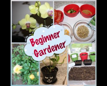 Beginner Garden/New Plants/My Patio overlook In Tamil/Growing Veggies/Easy To Care Plants
