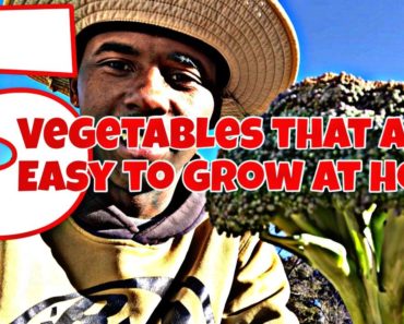 5 VEGETABLES THAT ARE EASY TO GROW IN THE GARDEN