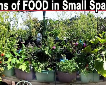 How to Grow Vegetables In Small Spaces Container Gardening Pot Plants Ideas Tomatoes Zucchini