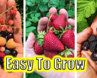 5 Easy To Grow Fruits! Garden Tips and Tricks